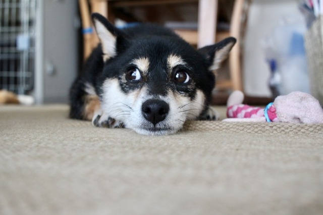 68EDFA11-D514-4B93-8FAD-11ADFA70CC66_1_105_c