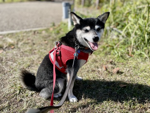 初冬の大戸屋ランチとカジキソテーと寅さん