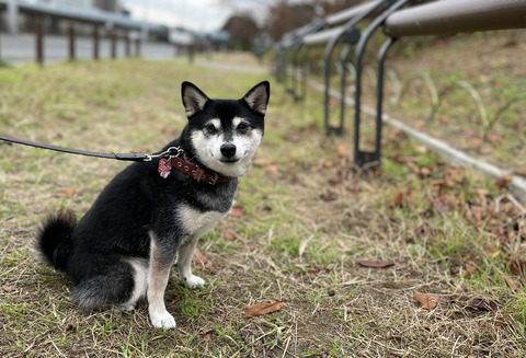 曇天のグルーミングデーとパンケーキランチ