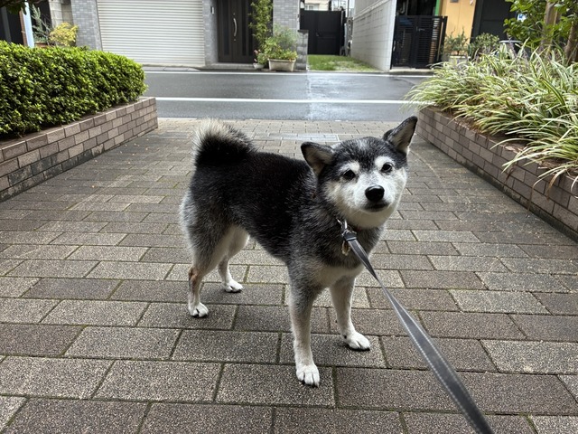 9831181F-F688-4172-B837-97D2206F5390_1_105_c