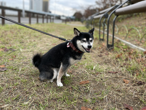 BF9D18E7-8F3D-409F-9F94-94D641144371_1_105_c