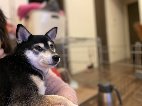 曇天の無印ごはんとミラノ風チキンカツ