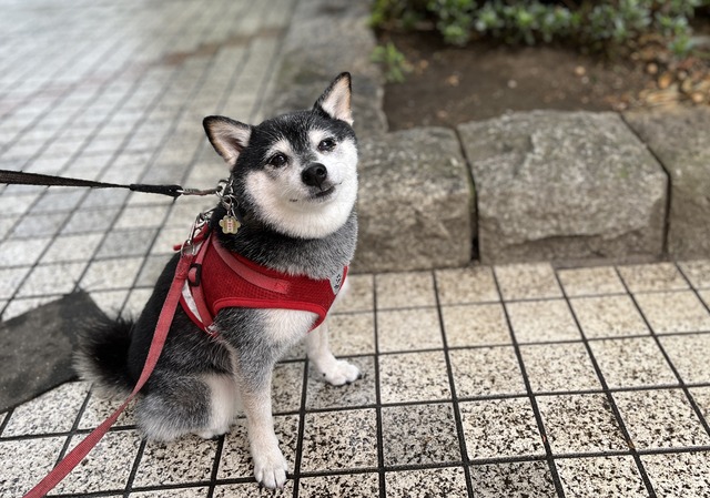 猛暑の冷麦とチキンブロッコリー