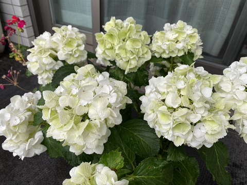 4CE00666-6002-4C96-BD9F-D36AAA7F537C_1_105_c