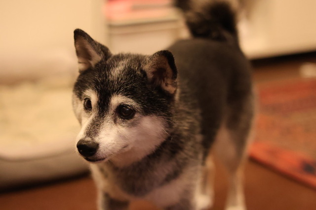 EB11663C-A745-4AF0-B0E5-E172E9ED2873_1_105_c