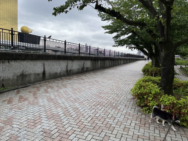 08AD9F78-0006-4F38-845F-E6FDD5E7A992_1_105_c