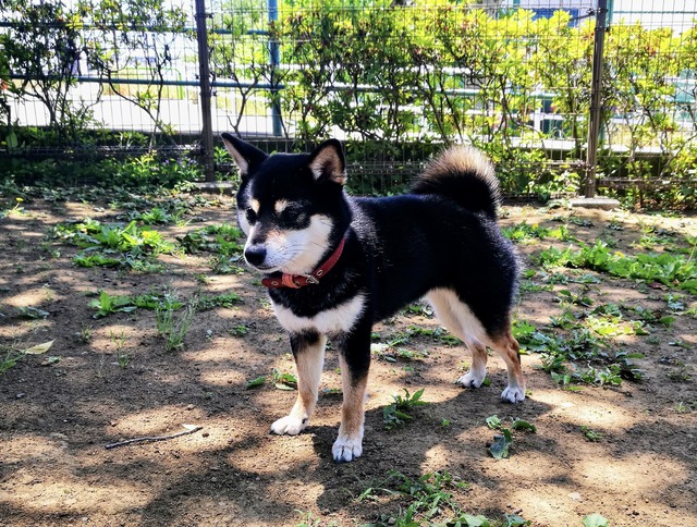 激暑の無印ごはんとげってんの小宴