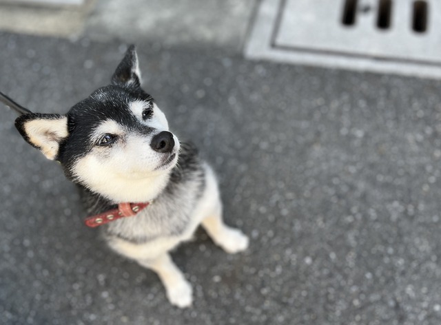 曇天のシウマイ弁当と鰯焼きとふれあい街歩き