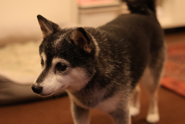 2B6B8B6C-B20D-481D-BAEC-045EC74F92DB_1_105_c