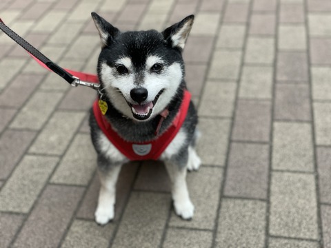 連日の曇天と冷凍パスタとスシロー