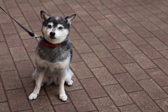 8DD8D9CE-DA71-454A-B61F-4E567E86F436_1_105_c