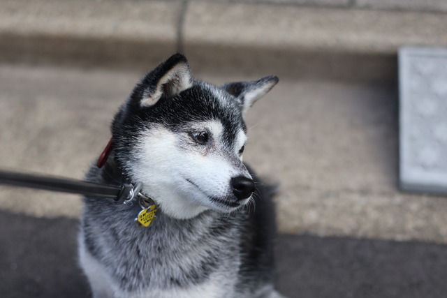 A2CD4728-4442-4D81-B3D5-5B5D4ED65195_1_105_c