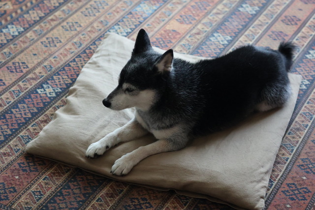 2B044038-3D1D-4759-A63B-DC30778517B0_1_105_c