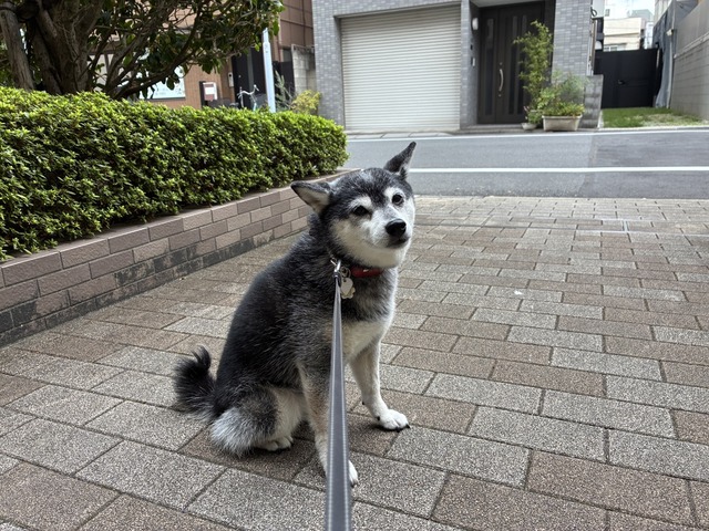 AED383A5-309E-4E4A-9497-9E54FF3BD466_1_105_c