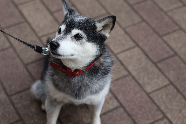 B81E82ED-3AA0-4B0C-8B37-48EF5156F242_1_105_c