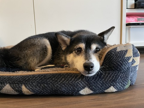 秋雨の天ぷらそばとイカゲームと金のハンバーグ