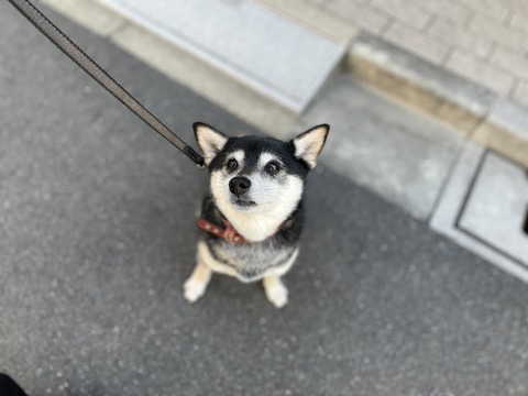 シーチキンランチと島耕作と吉祥寺グルメ