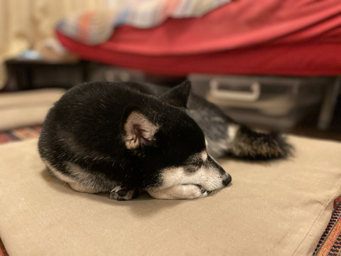 10D0A046-4576-407F-B0B1-D58B74A1E747_1_105_c