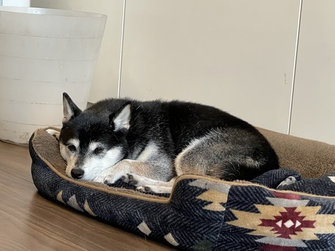 晩秋のアラビアータと鮭バジルとサラメシ