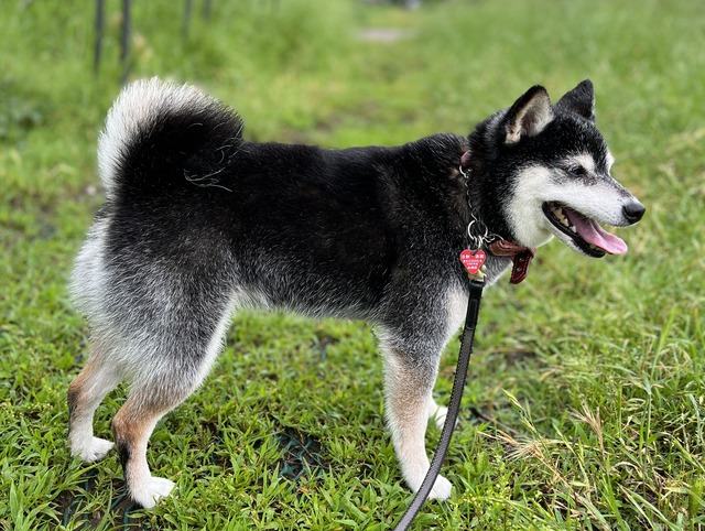 100D29DD-0BDD-49A5-A3C5-E8FB6AB11D6A_1_201_a