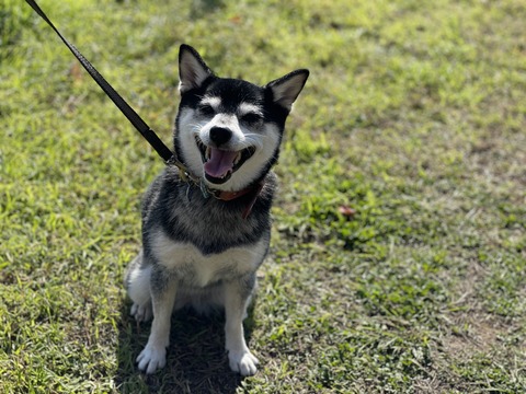 秋晴れのダイジロータマゴサンドと高清水熱燗