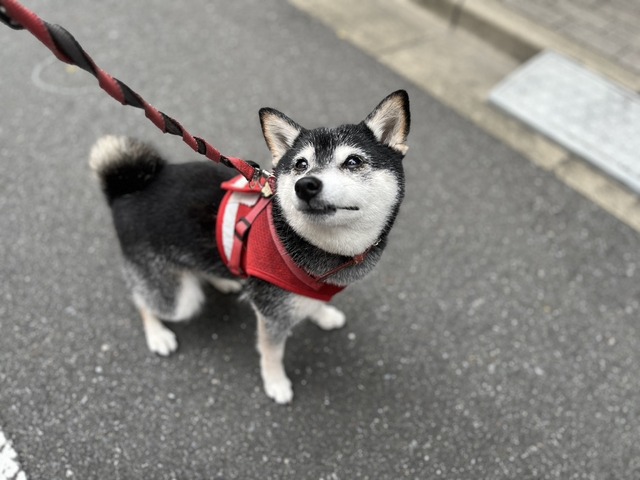 1A1B6CB7-051E-4D7A-99BF-A662098C5D44_1_105_c