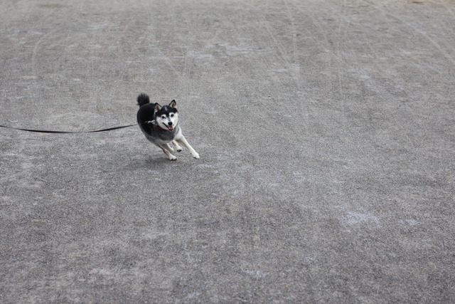 004D9E4F-8A35-4850-BABC-DD92BA1DE646_1_105_c