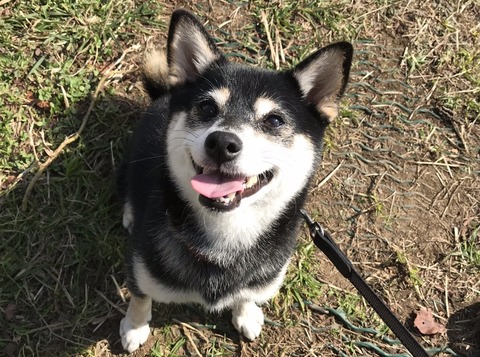 曇天の茶そばとポークソテーと山神アリシア