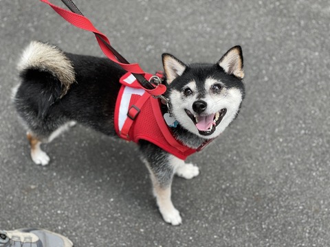 夏至のカレーうどんと鮭ホイル焼き