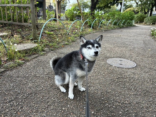 254DDE39-897B-4469-981D-DAFC0E03BD4D_1_105_c