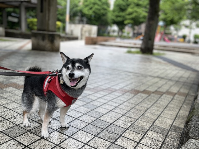 B4884A82-FDB0-43DA-A91F-20FA3EB05A69_1_201_a