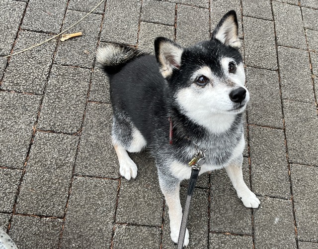 休日のトマトパスタと映画「シーセッド」とくら寿司