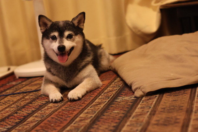 隅田川花火大会