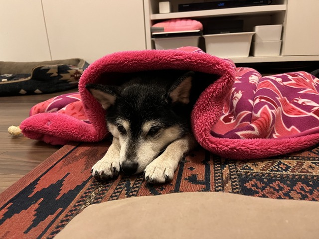 鏡開きのほたてパスタと鯛ムニエル