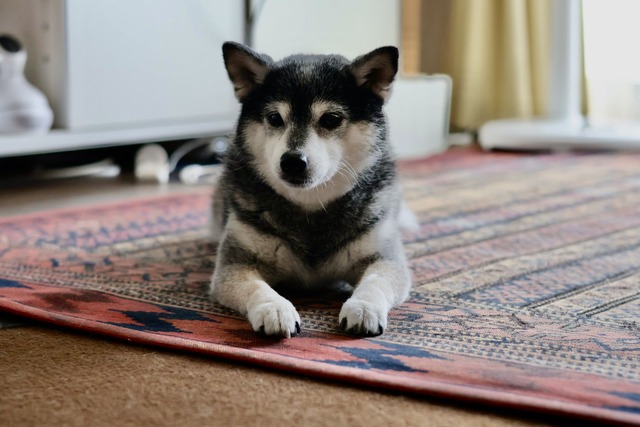 4F019FD9-C216-4624-A6EE-95F314F5F9E9_1_201_a