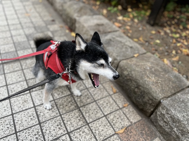 立冬の親子丼とブリテリ