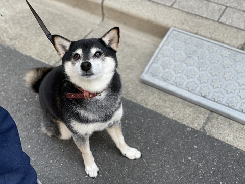 唐揚げたけのこご飯とホクホク肉じゃが