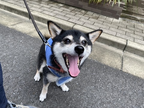 曇天のパンランチと寛斎とMICO