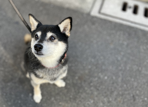 厳寒のセキネパンランチと羽子板市とブリ照り