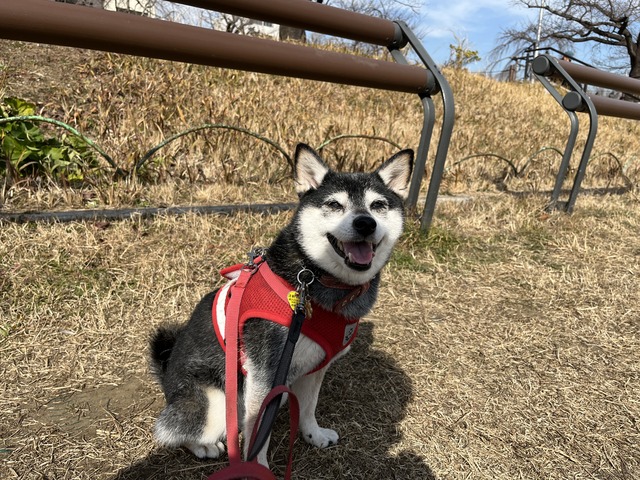 如月初日の親子丼と厚揚げポークあんかけ
