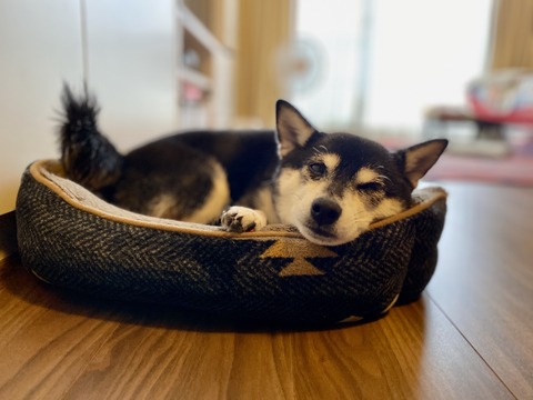 秋雨の茶そばとチキンカツレツとトットちゃん