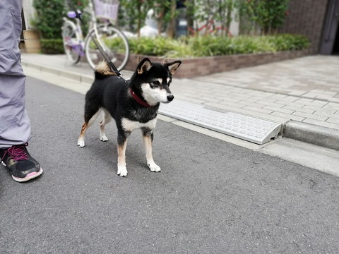 晩秋の納豆定食とカレイの煮付けと八海山