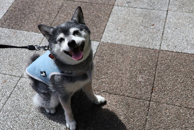 三連休中日の無印ちゃんぽんと大ゴッホ展と寿司の小宴
