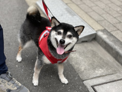 竹松唐揚げランチと鮭マスタードとリバーフェニックス