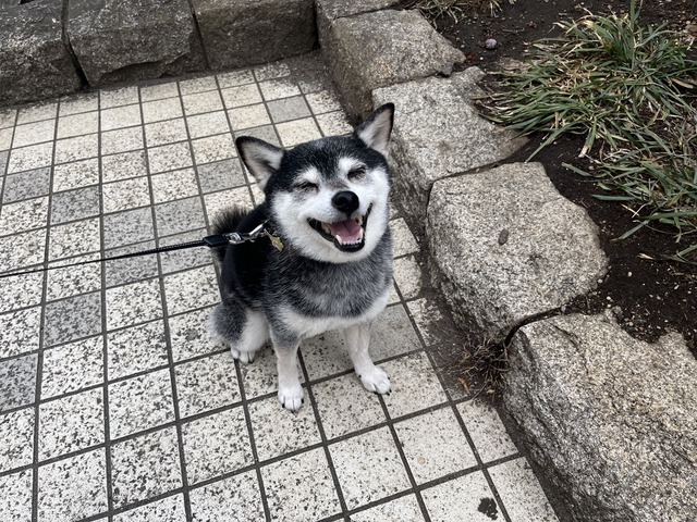 曇天の旅館風ランチと柳川風小鍋とイームズチェア