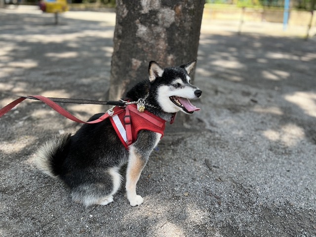 76A5206B-91EB-41CC-A7D2-4973F6998D80_1_105_c