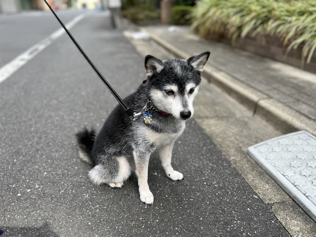 CF530356-1D5E-4573-9419-F8B57A6AD42F_1_105_c