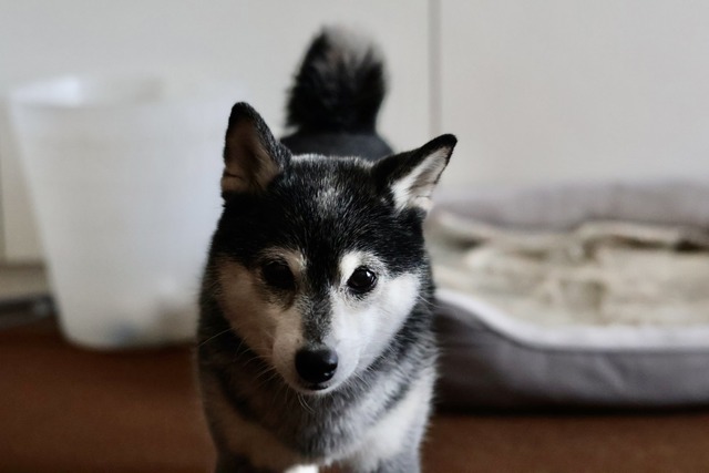 08A84143-C93E-46CF-A516-00275264DA77_1_201_a