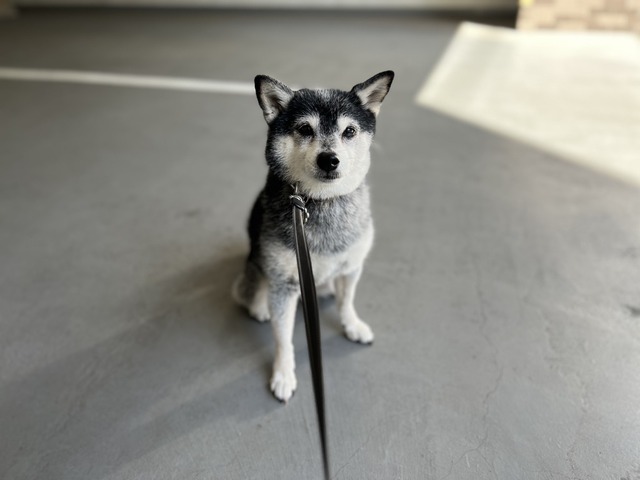 1BE977B9-544F-46D6-B3C7-782D5F9FA1EA_1_105_c