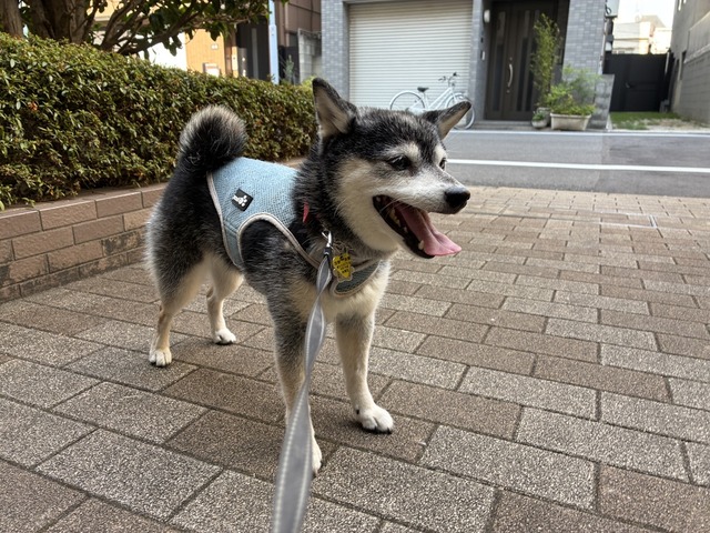 4B7673EE-E676-4688-8186-09BC0BCD011E_1_105_c